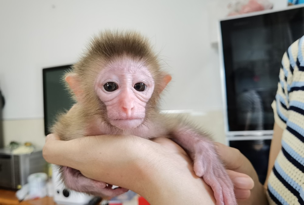 野生猕猴宝宝受伤落单内伶仃管理站科学救助