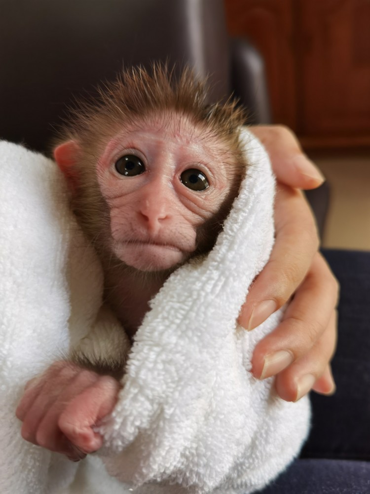 野生猕猴宝宝受伤落单内伶仃管理站科学救助