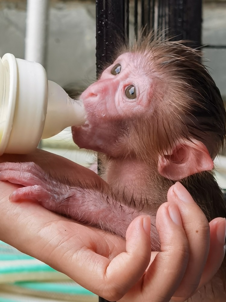 野生猕猴宝宝受伤落单内伶仃管理站科学救助
