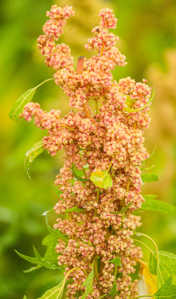 藜麦属于苋科藜属,一年生草本植物,起源于南美高寒地带,藜麦穗部可呈