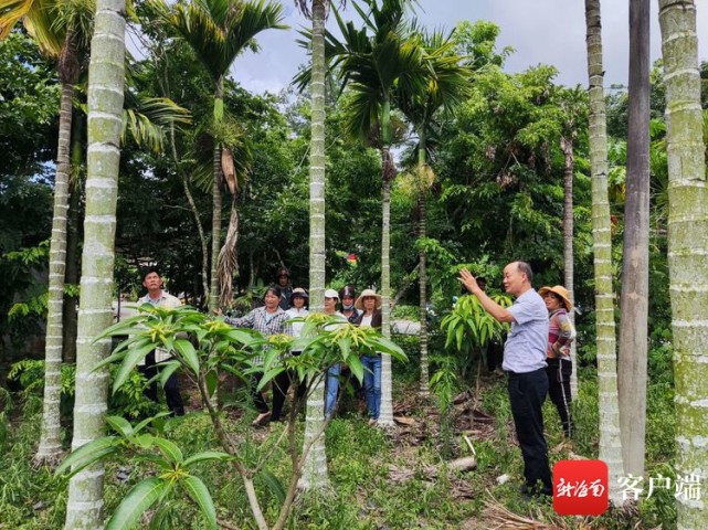 图为农技专家周文忠在槟榔园实地指导农户种植槟榔.记者 利声富 摄