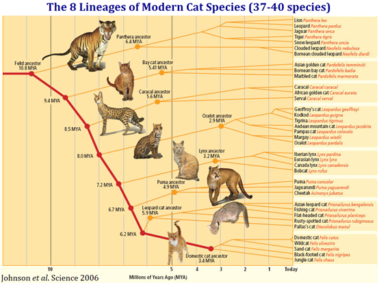 让我们来复习一下猫科进化树:同期来到中国的还有狮子,大象,瞪羚,甚至