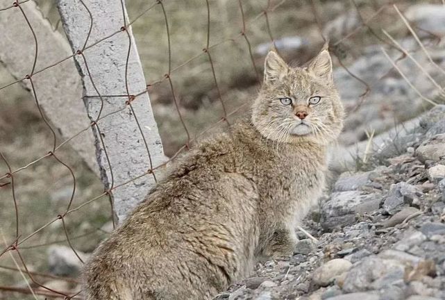 豹猫云猫金猫荒漠猫丛林猫，它们为何“升级”？_腾讯新闻