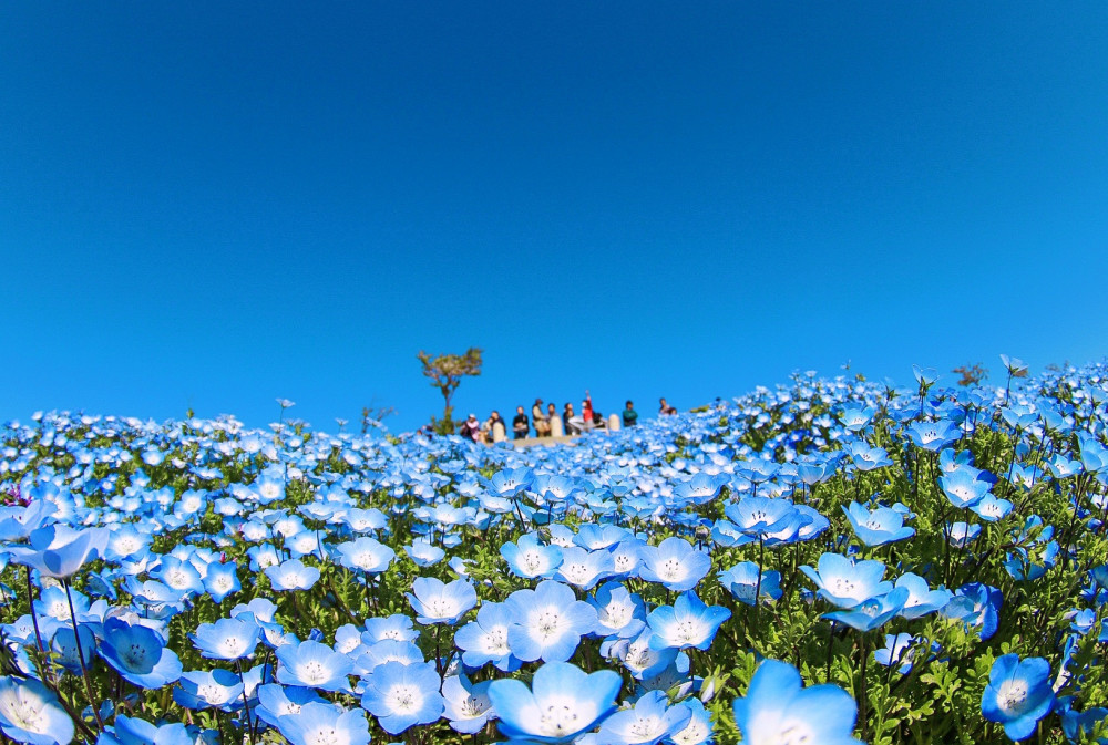 没有樱花的日本花节 大阪的舞洲海滨公园 还有百万株粉蝶兰盛开 腾讯新闻