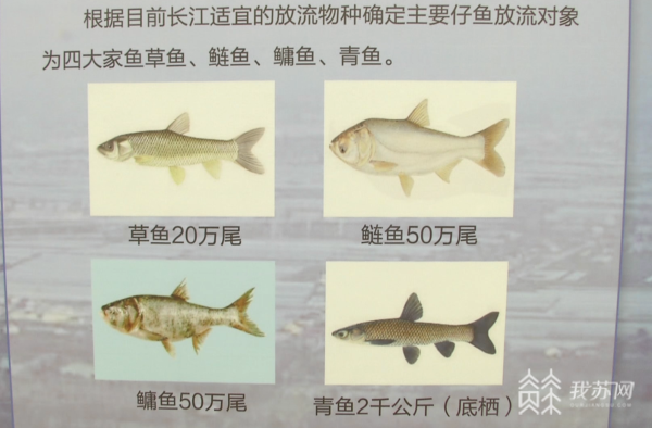 长江迎来新住户120万尾四大家鱼放流长江