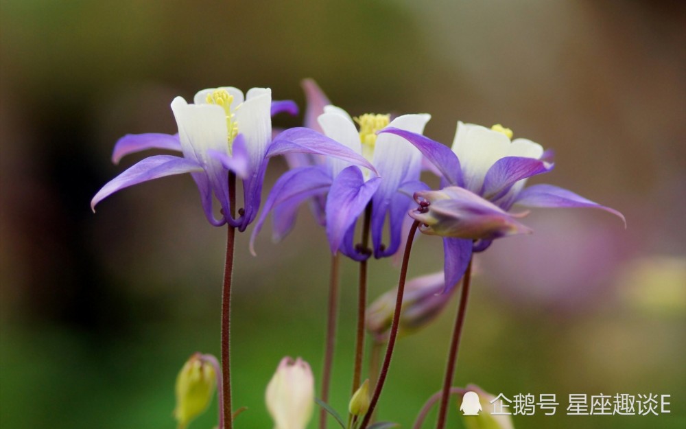 6月25日星座運勢 主動出擊 拔得頭籌的四大星座 托瑞斯星座塔羅牌占卜