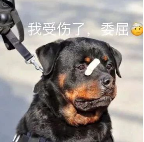 刑警学院出售"胆小"淘汰犬,最低200元!