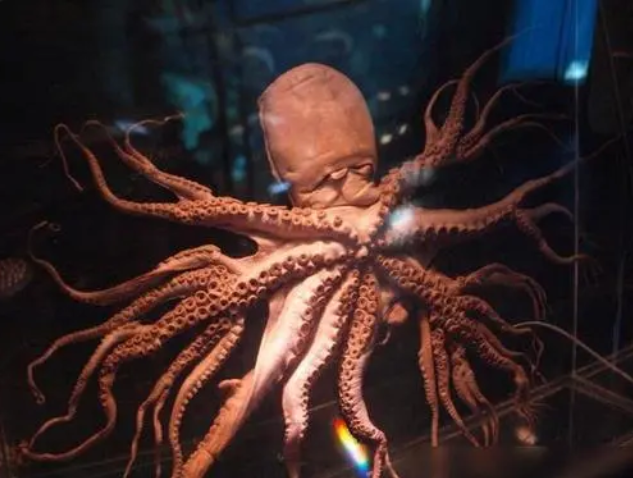 韩国惊现32条腿章鱼疑似日本核辐射