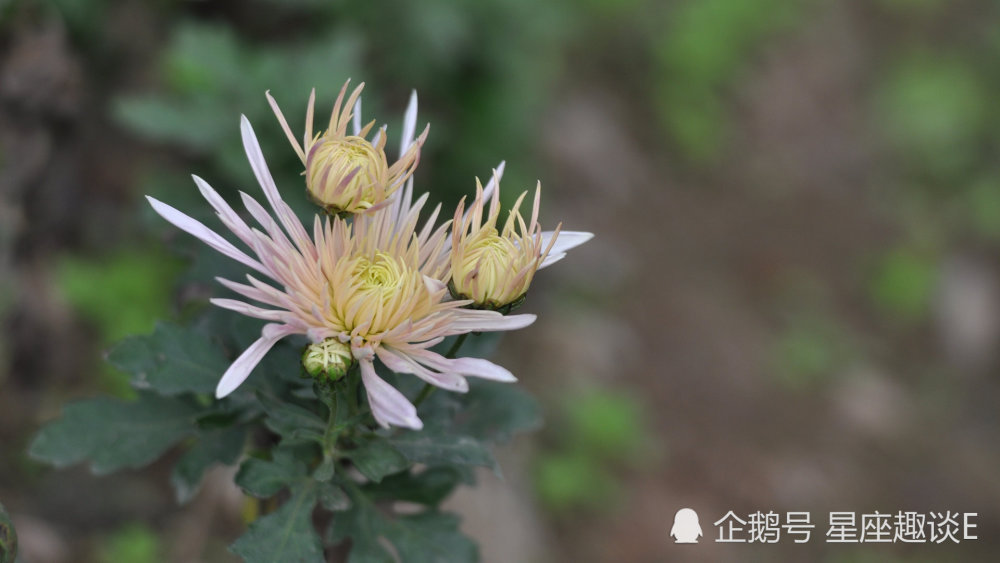 在7月上旬 刻骨铭心 配合默契 佳人成双的三大星座 腾讯新闻