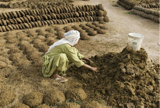 印度惊现牛粪盗窃案