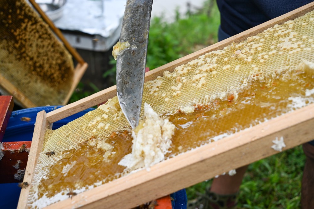 湖南蓝山乌桕花开蜂蜜甜组图