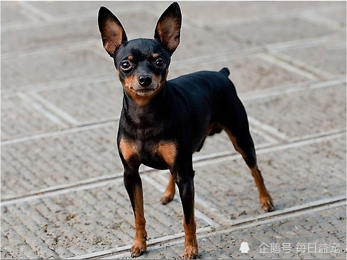 這5種小型犬超暖心,眼裡全是你,養過的人都知道!