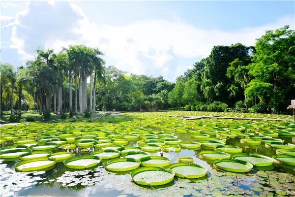 中国科学院西双版纳热带植物园园内多处已经形成丰富多彩的水生植物