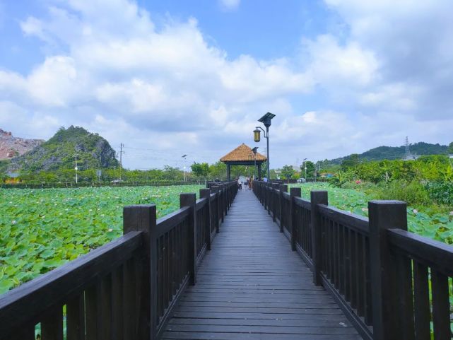 超赞玉林五彩田园荷花开了美得一塌糊涂