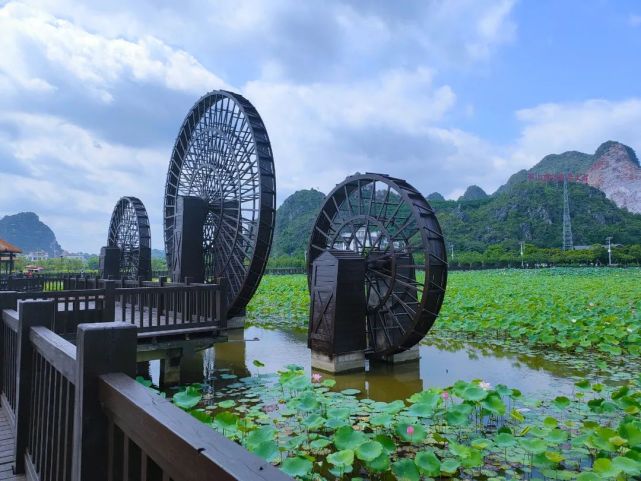 超赞玉林五彩田园荷花开了美得一塌糊涂