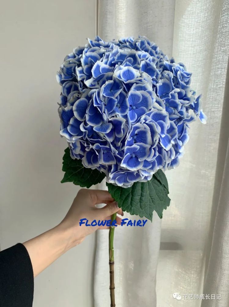 每日一花 青花瓷绣球 复刻蓝青色青花瓷瓶的东方雅韵 Vol 6 腾讯新闻