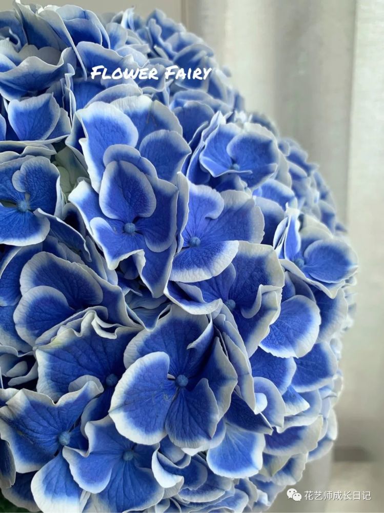 每日一花 青花瓷绣球 复刻蓝青色青花瓷瓶的东方雅韵 Vol 6 腾讯新闻