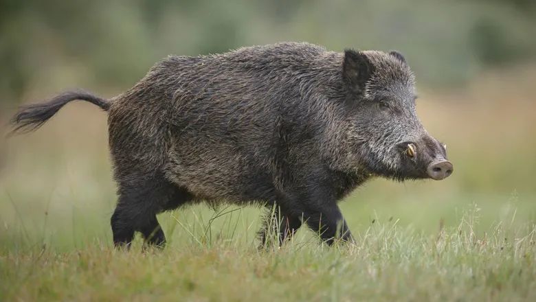 在中国,野猪属于"三有"保护动物.