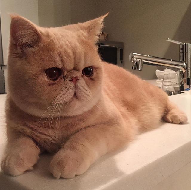 如粉尘,细菌感染,毛发过长等等,如果不及时处理,也会导致加菲猫泪痕