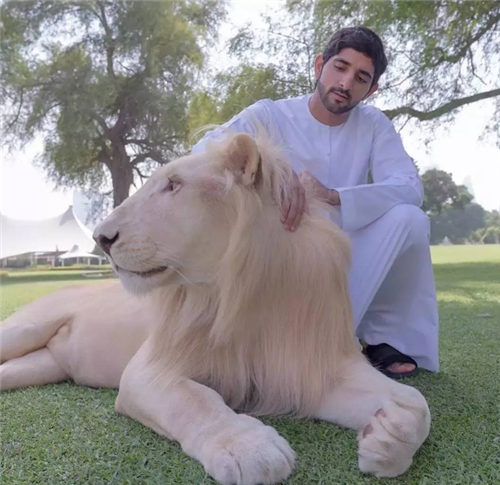 迪拜王子的狮子图片