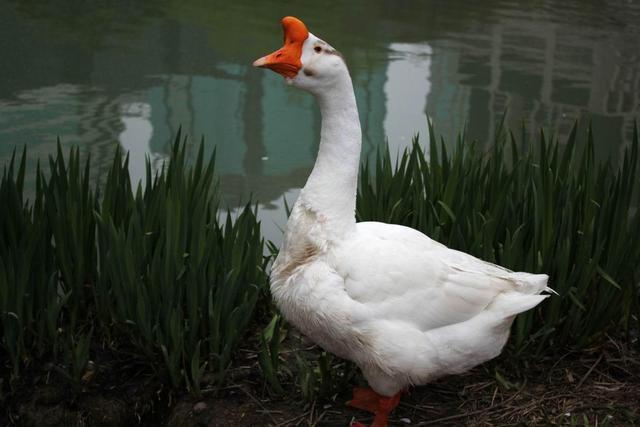 蛇为什么会怕鹅?翻遍大量资料,终于找到了答案