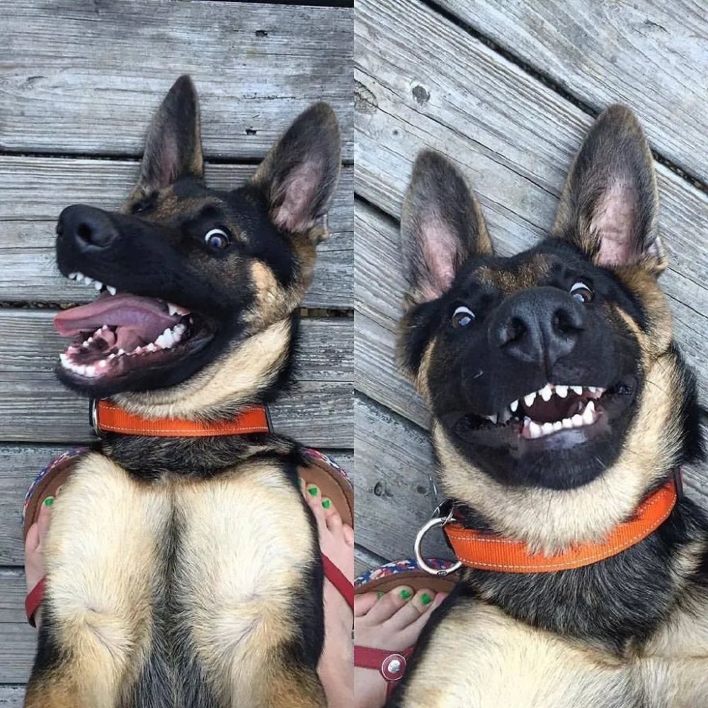 不能弃养!淘汰了一批"警犬",网友笑翻:原来没考上警犬,就会被卖掉