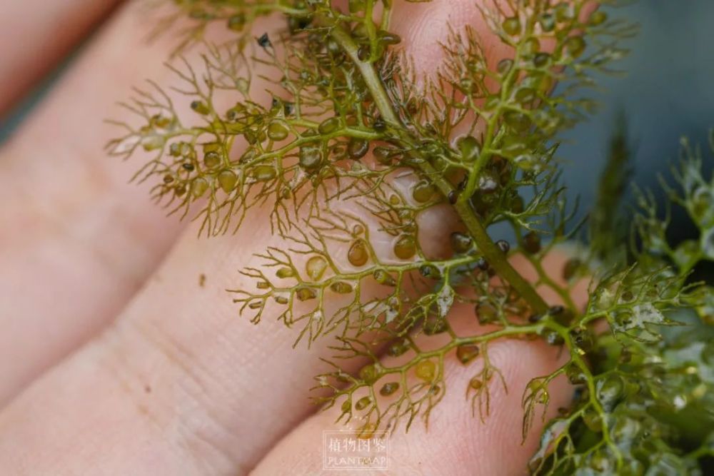 捕虫囊最大的狸藻图片