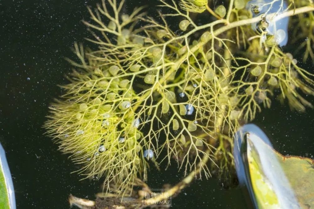 狸藻怎么吃虫子图片