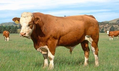 美国人为什么要在牛身上开个大洞?还说都是为了牛好!_腾讯新闻