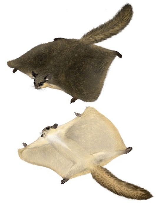 研究团队在云南发现鼯鼠族一新属:喜山大耳飞鼠属