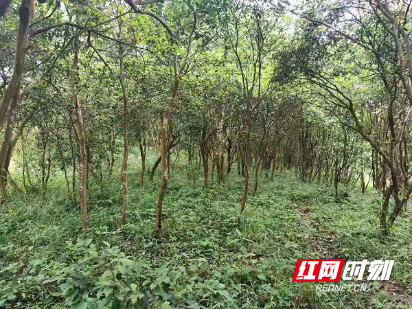 古丈县曹家村图片