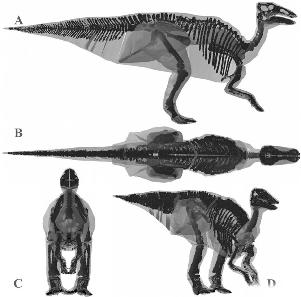 寿命200岁,体长近19米的白垩纪山东鸭嘴龙,只要活着