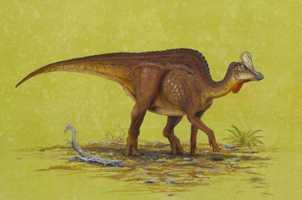 寿命200岁,体长近19米的白垩纪山东鸭嘴龙,只要活着