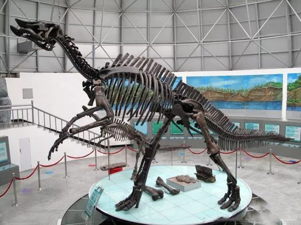 山东龙化石图片