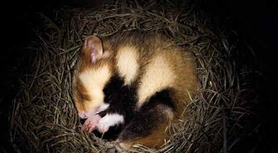 冬眠的熊会被老虎拖出去吃掉,难道是真的?