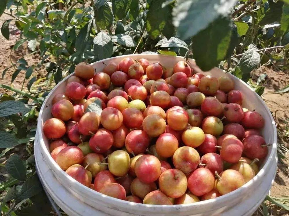 又似大樱桃,所以在以前的农村里,欧李的俗称也有很多,如稠李,秧李子