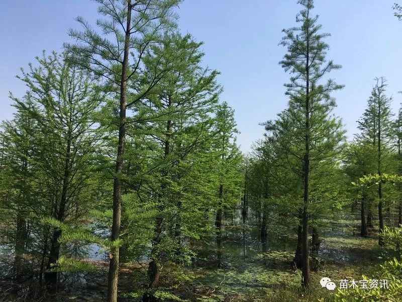 池杉丨苗木中的 出水芙蓉 腾讯新闻