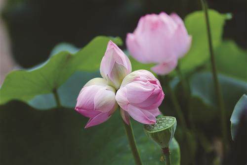 好运"莲莲" 天台三头并蒂莲开花了_腾讯新闻