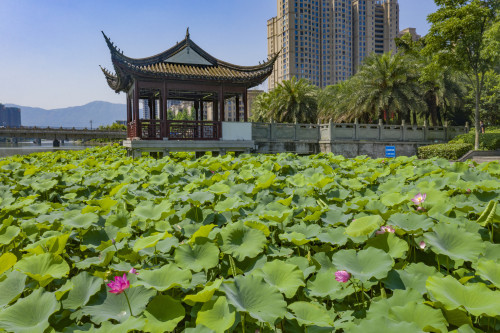 荷你有约瓯海荷塘月色公园再现荷塘胜景