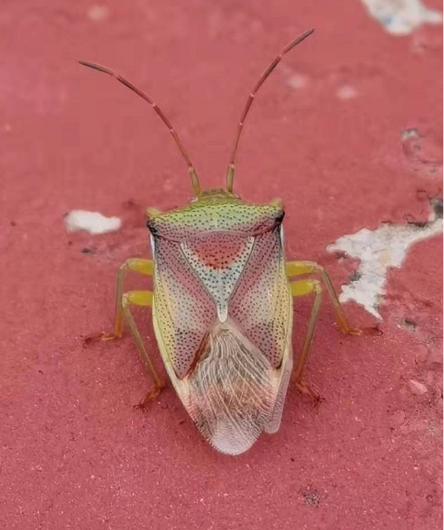 不可小看小小的臭屁虫