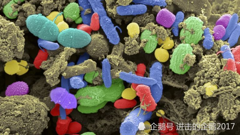 人体本身就是一个宇宙我们的体内居住着几千亿个外来客