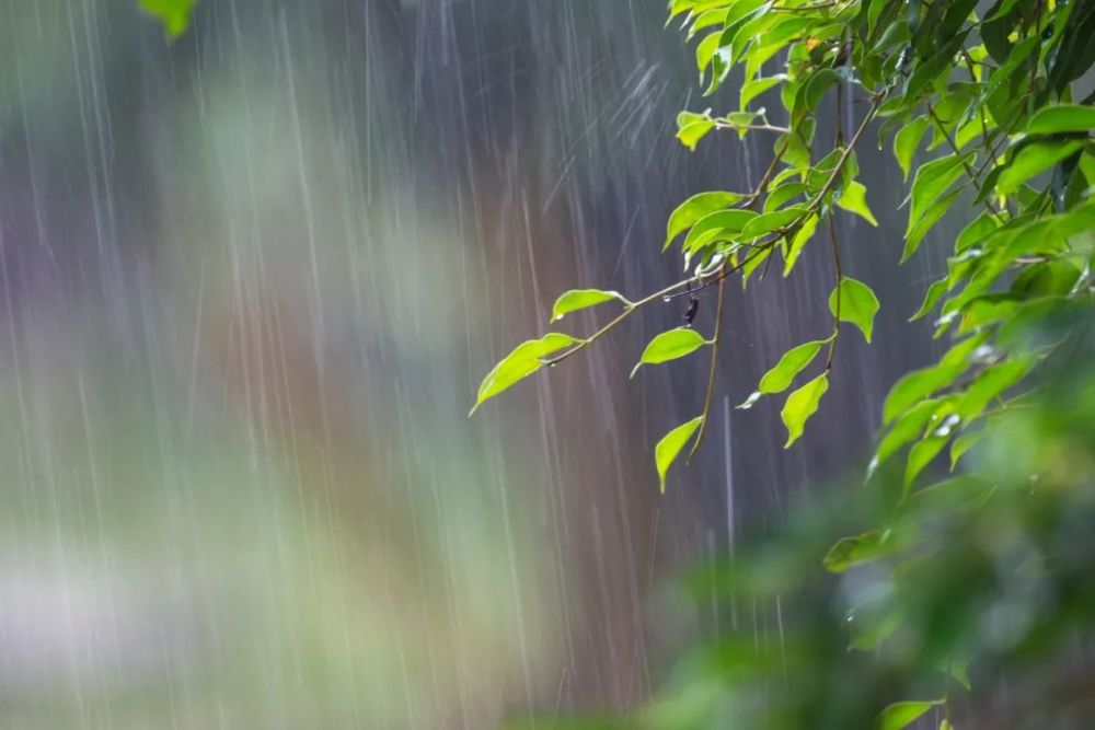 雾雨盛夏图片