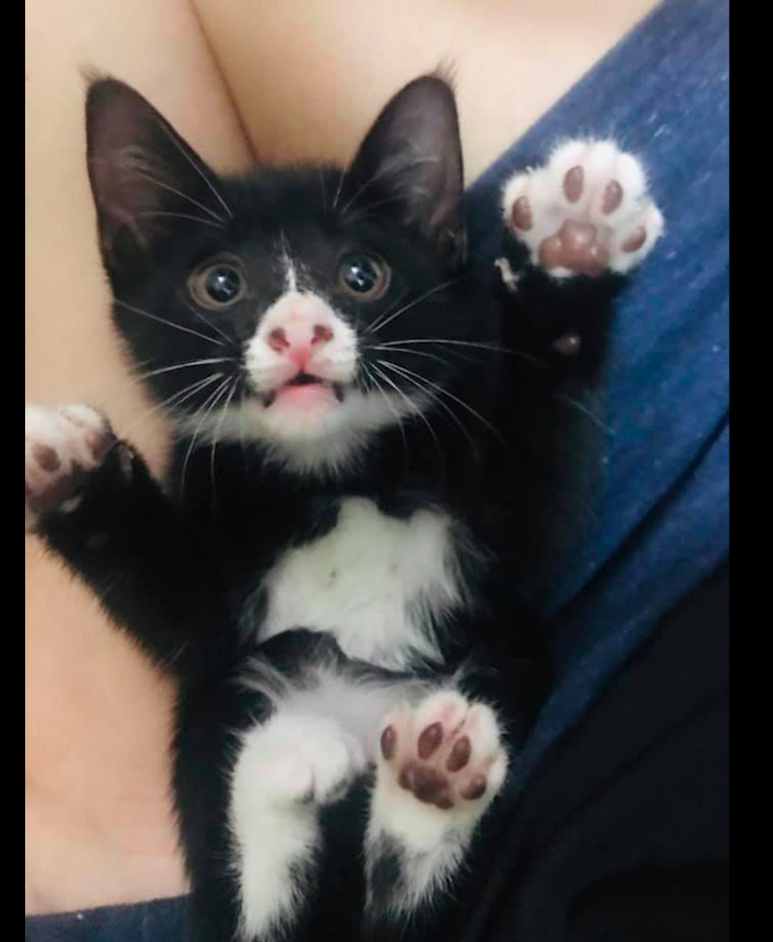 小猫的头是黑色鼻子却是白色 看起来像是猪鼻子一样 被萌到了 腾讯新闻