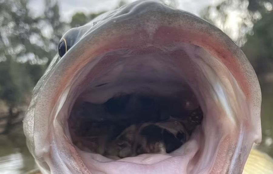 因鼠患猖獗,澳洲河里的龙纹斑体型猛涨,钓鱼人:鱼嘴里都是老鼠