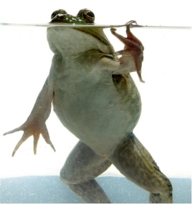 除了小龙虾之外,牛蛙也是一种广受国人喜爱的食物.