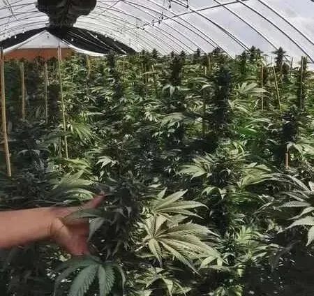 利润太高 美国华人扎堆种大麻 从业者曝惊人行业内幕 腾讯新闻