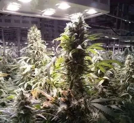 利润太高 美国华人扎堆种大麻 从业者曝惊人行业内幕 腾讯新闻