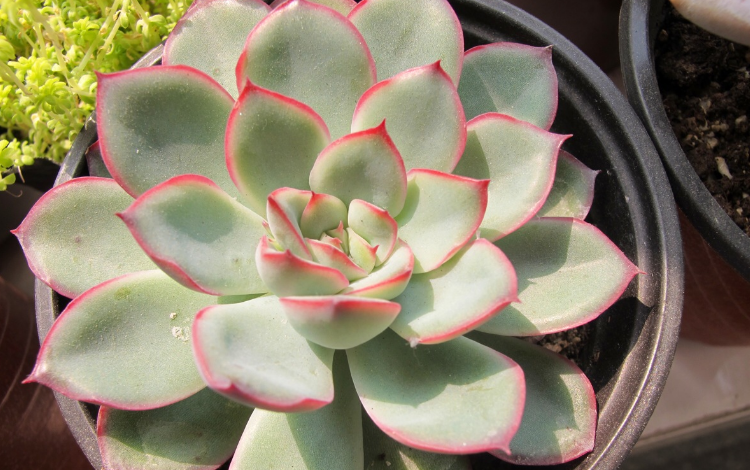 多肉花月夜叶片皱皱的要小心可能是这些地方出问题在警示