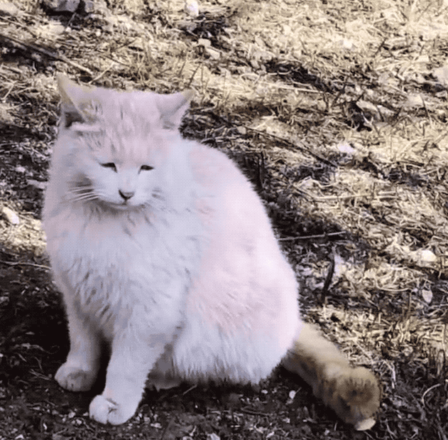 撞见一只粉猫以为有人虐猫了结果噗哈哈哈