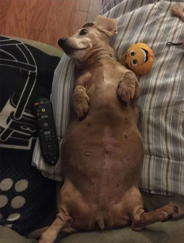 岁月是把杀狗刀,一刀一个公狗腰!